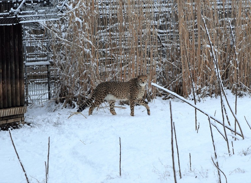 Zimowy spacer po zoo - gepard na śniegu