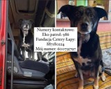 Toruń szuka Bródki, psa podróżującego służbowo z właścicielem po całej Polsce