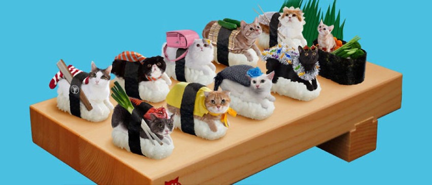 Koty przebrane za sushi. Dwie ulubione rzeczy na jednym...