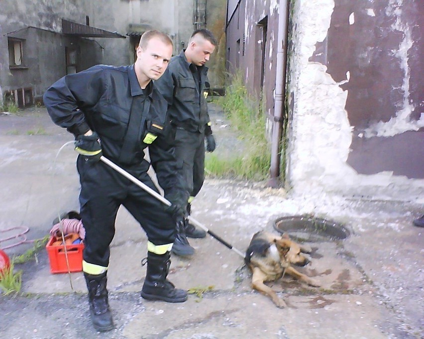 Szczęśliwy finał interwencji z psem w roli głównej