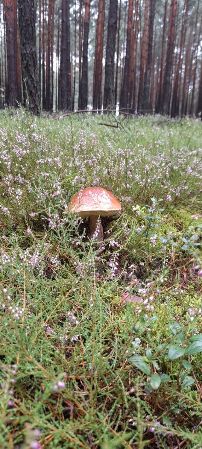 Pełno grzybów w lasach w okolicach Radomska. Nasi Czytelnicy pokazali efekty grzybobrania ZDJĘCIA