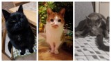 Puławy. Dziś święto Waszych kotów! Nasi Czytelnicy chwalą się swoimi ukochanymi zwierzętami. Oto najbardziej mrucząca galeria zdjęć. Zobacz