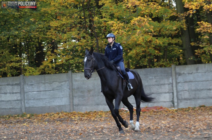 Policja w Warszawie ma nowe konie