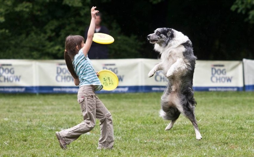 Latające Psy to zawody tzw. Dogfrisbee, które odbywają się...