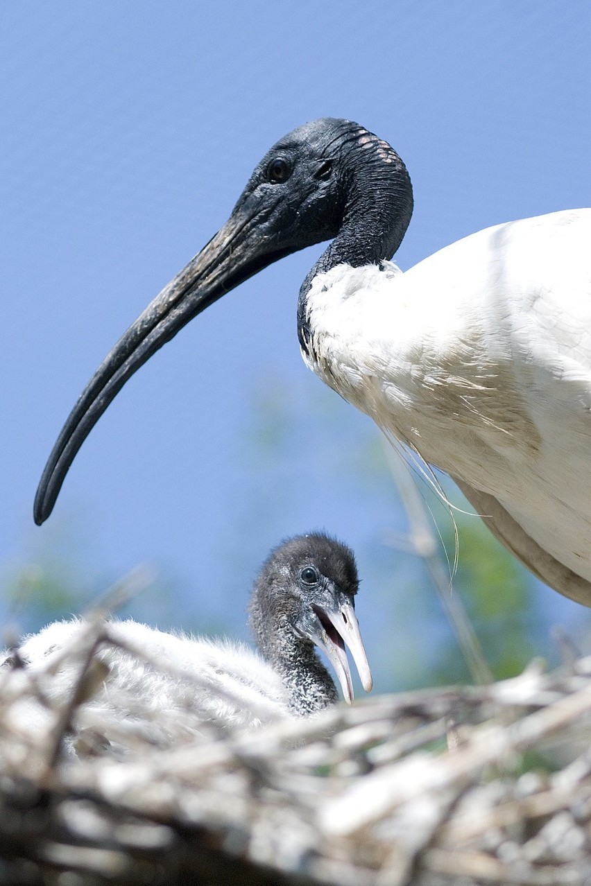 Ibis