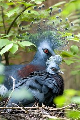 ZOO KRAKÓW. Nowe zwierzaki na wakacje 2015 [zdjęcia]