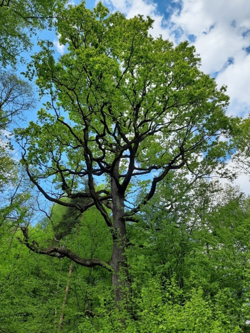 Oba drzewa znajdują się na terenie Arboretum Bramy...
