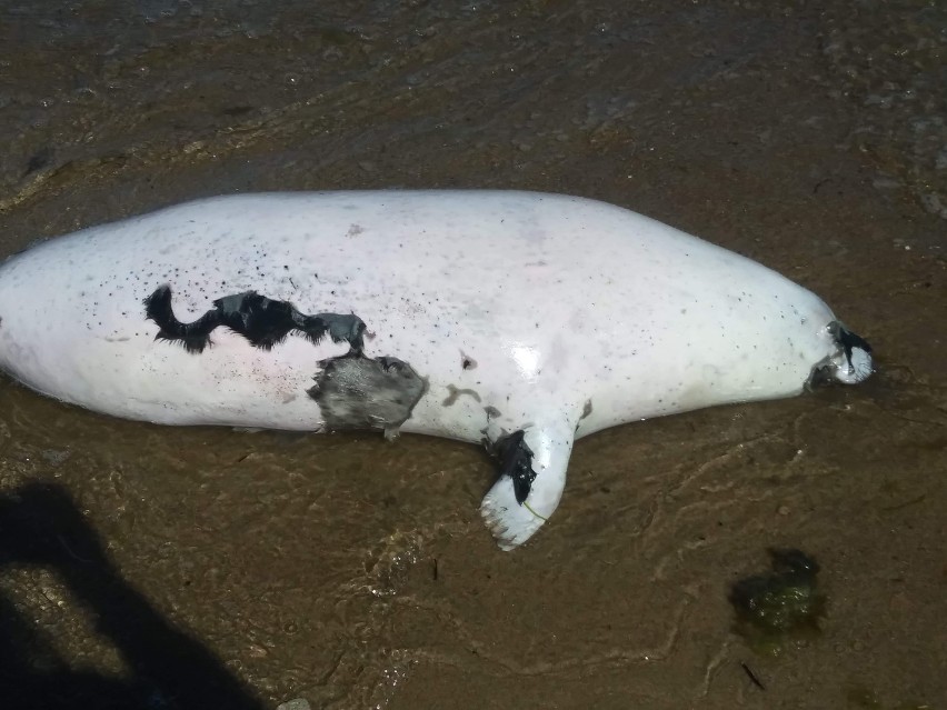 Martwa foka w Mechelinkach. Zatoka Pucka wyrzuciła zwierzę 50 metrów od mola w gminie Kosakowo