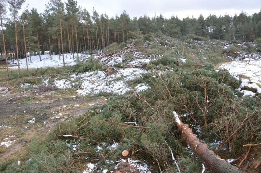 Wycięli 4 hektary lasu w Łebie [ZDJĘCIA, WIDEO]