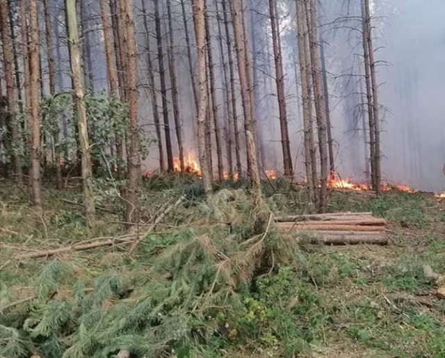 Pożar lasu w Łężcach