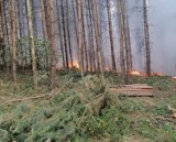 Kolejny pożar lasu w powiecie międzychodzkim: Strażacy gasili pożar w Łężcach [ZDJĘCIA]