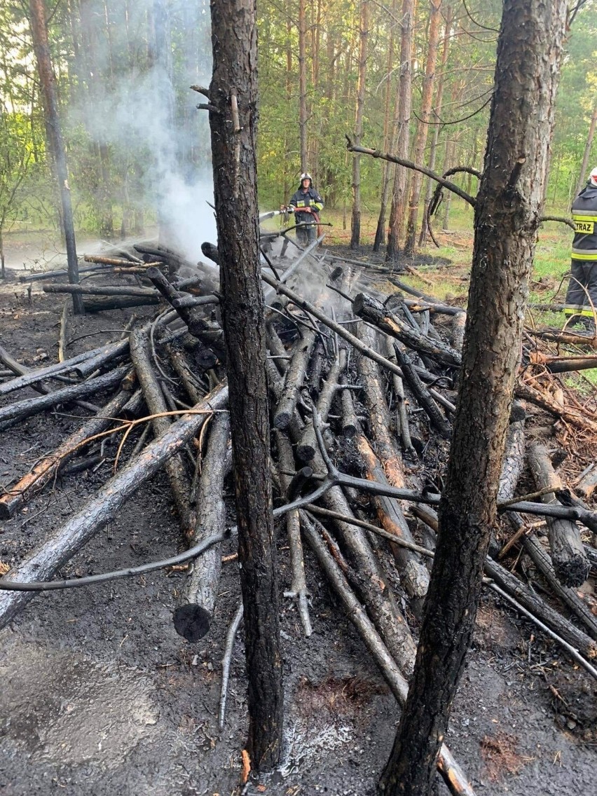 Pożar lasu w miejscowości Łobódź (gm. Aleksandrów Ł.). Kolejny tego typu incydent w okresie upałów. 