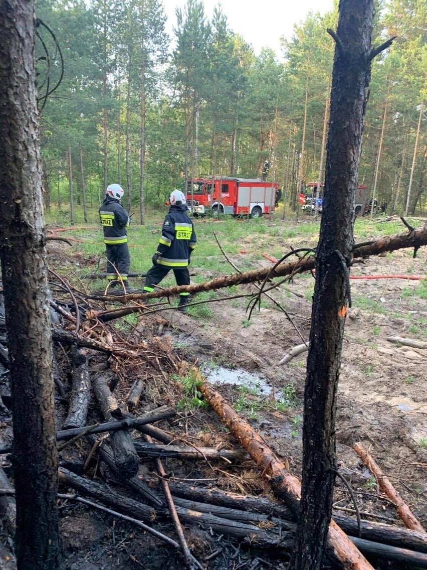 Pożar lasu w miejscowości Łobódź (gm. Aleksandrów Ł.). Kolejny tego typu incydent w okresie upałów. 