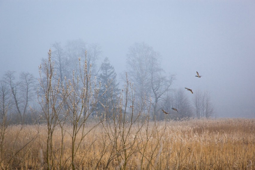 Włodzimierz Tyczyński, fotograf-amator z Radomska przypomina...