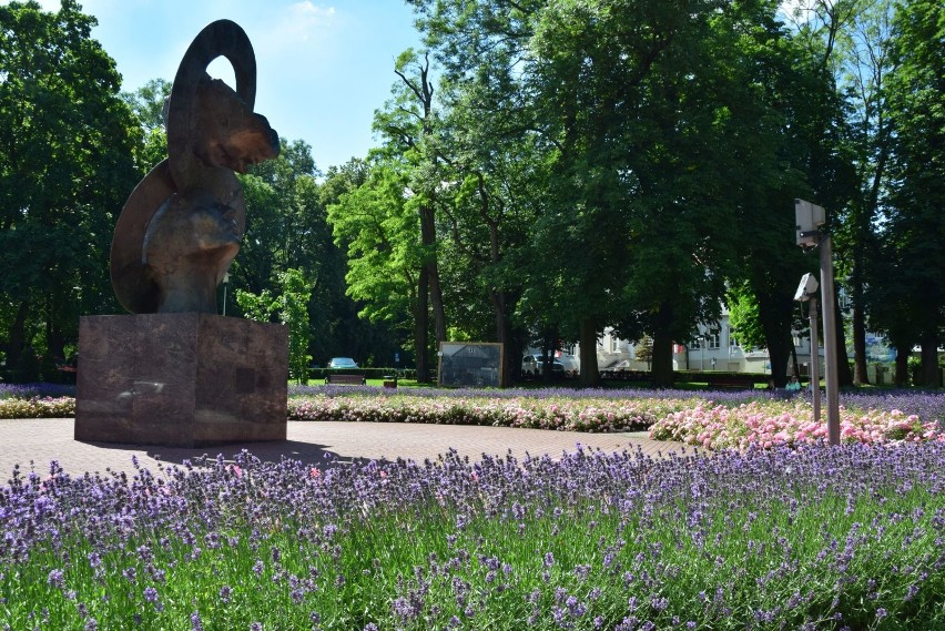 Pomnik "Wieczna Miłość" otoczony lawendą i kwiatami wygląda wyjątkowo pięknie ZDJĘCIA