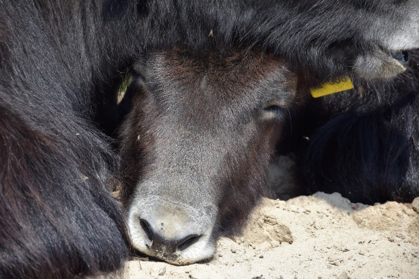 Stadko jaków tybetańskich nową atrakcją Zoo Borysew. Egzotyczne zwierzęta zyskały swojskie imiona: Jan, Jadzia, Jagna i Janeczka ZDJĘCIA