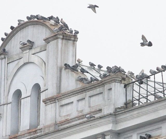 Gołębie to stali mieszkańcy centrum Piotrkowa, uchwalony zakaz dokarmiania tej sytuacji nie zmienił