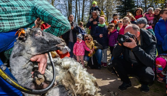 W Myślęcinku w piątek o godz. 11 odbędzie się pokaz strzyżenia owiec, po którym pracownicy UTP w Bydgoszczy zaproszą nas na mikroskopową ocenę włosa. Ponadto, do wtorku (15 maja) w zoo będzie prezentowana wystawa „Fotografia Dzikiej Przyrody”.