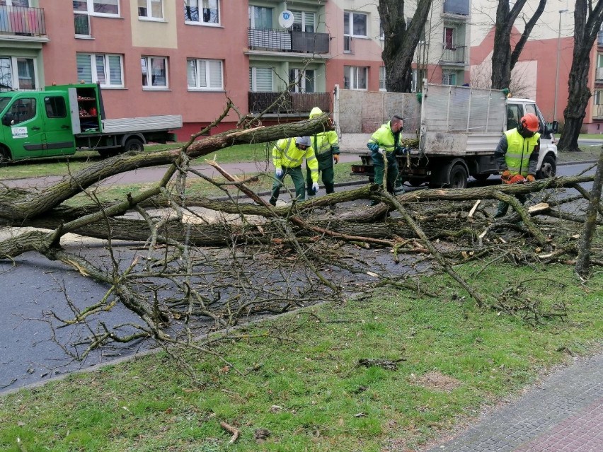 Drzewo na ulicy. Zagrożenie w centrum Goleniowa