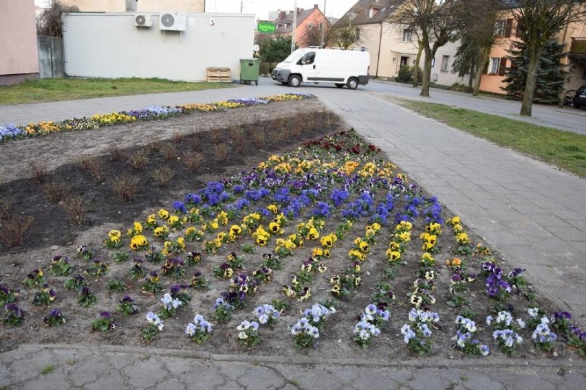 W Wągrowcu nie brakuje miejsc obsadzonych roślinami