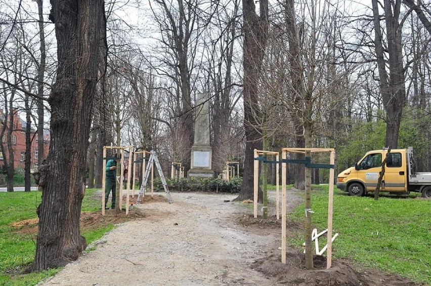 Sadzą nowe drzewa w Parku Młodzieżowym w Świdnicy. W miejsce tych wyciętych. ZDJĘCIA