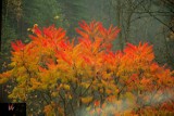 Pieniny z barwach jesieni [ZDJĘCIA]