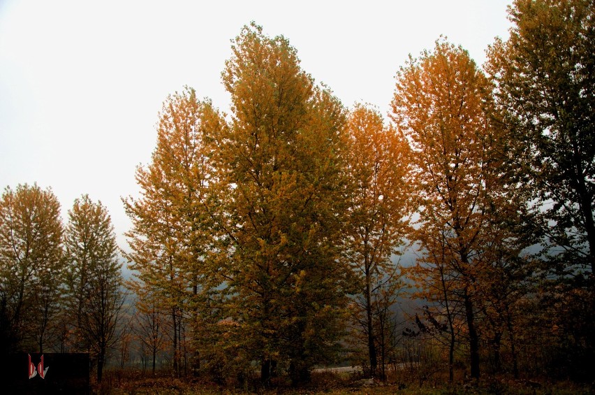 Pieniny z barwach jesieni [ZDJĘCIA]