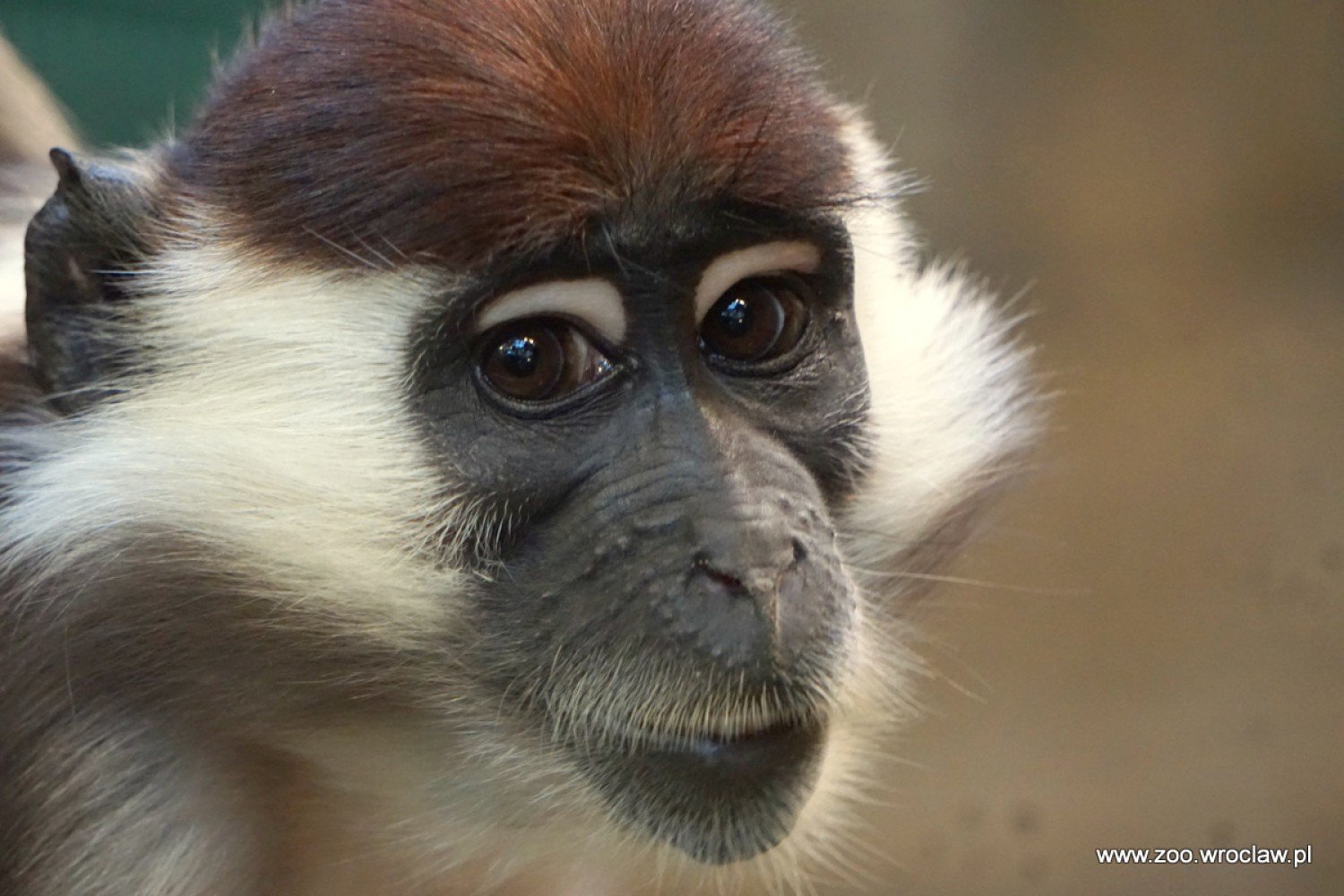 Dziś Dzień Małpy. Te zwierzęta możecie zobaczyć we wrocławskim zoo