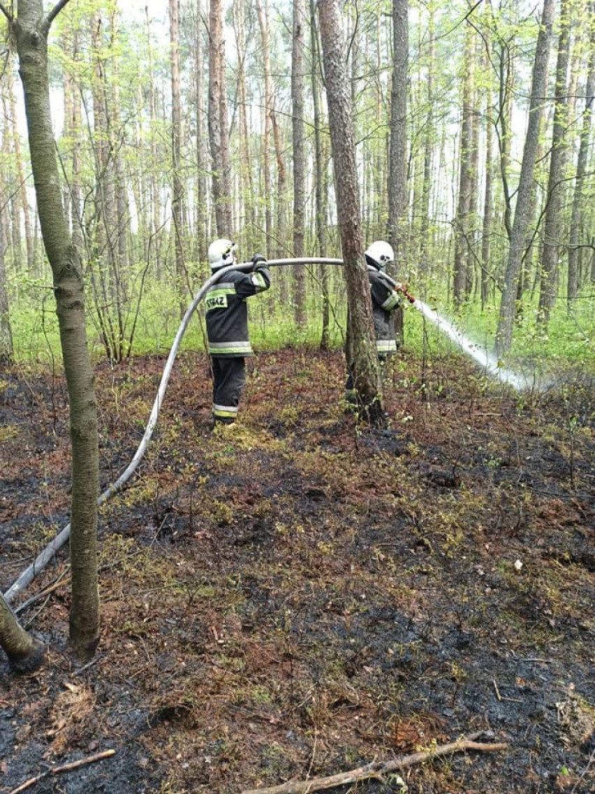 Pożar lasu na trasie Konopnica - Bębnów. Powrócił podpalacz?[FOTO]