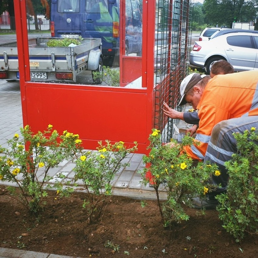 Komunikacja Miejska w Suwałkach. Na przyjazd autobusu będziemy czekać wśród kwiatów [Zdjęcia]