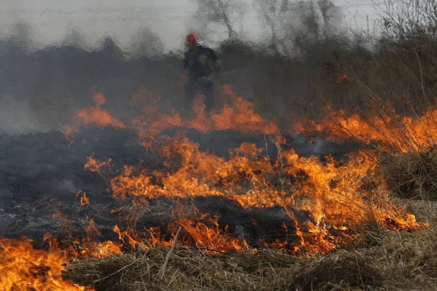 Płoną trawy w Legnicy (ZDJĘCIA)