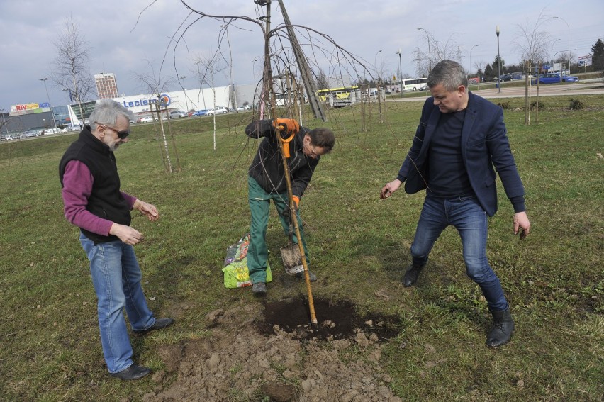 Działacze PO sadzili drzewa w Parku Papieskim w Rzeszowie