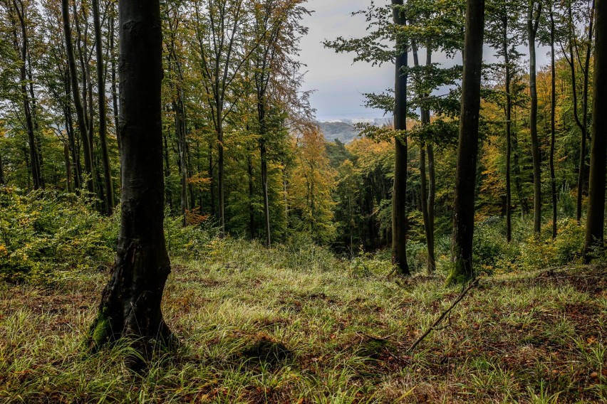 Sprzątanie Lasu Kabackiego. Co roku w trzeci weekend...