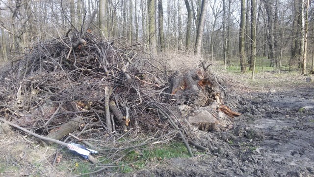 Budowa biurowców w Muchowcu, tuż przy granicy z Katowickim Parkiem Leśnym i Doliną Trzech Stawów