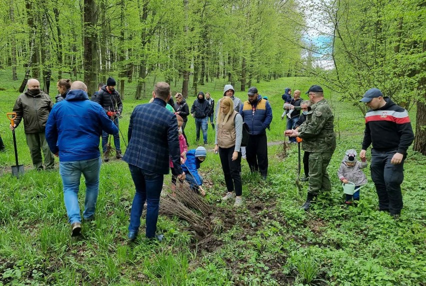 Akcja sadzenia drzew w parku na Lipowicy w Przemyślu [ZDJĘCIA]