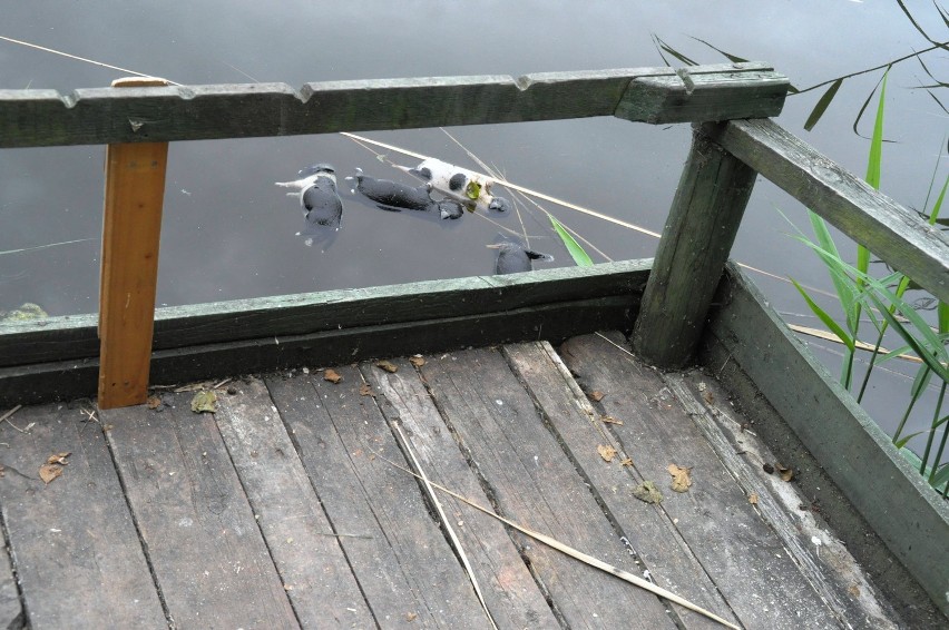 Międzychód: Utopione szczeniaki w Jeziorze Miejskim. Policja zatrzymała podejrzane [ZDJĘCIA]