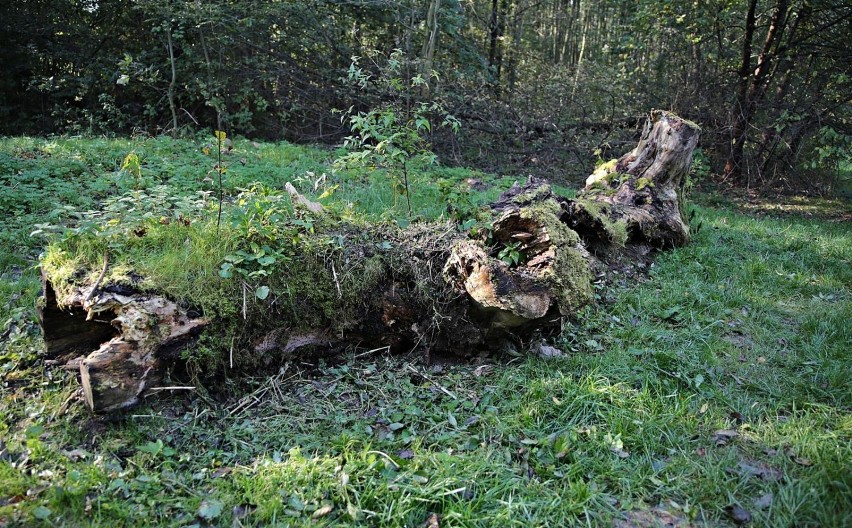 Weekendowy spacer ścieżką edukacyjną wzdłuż potoku Sudół Dominikański