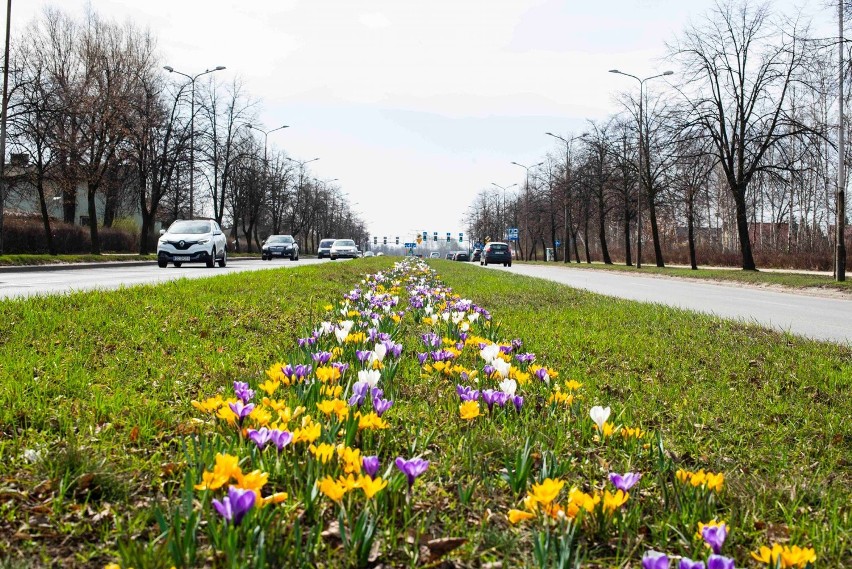 Wiosna w Częstochowie! Rozkwitły krokusy przy miejskich...