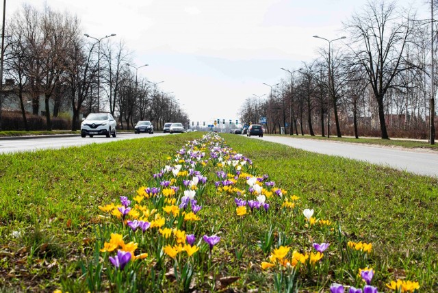 Wiosna w Częstochowie! Rozkwitły krokusy przy miejskich arteriach