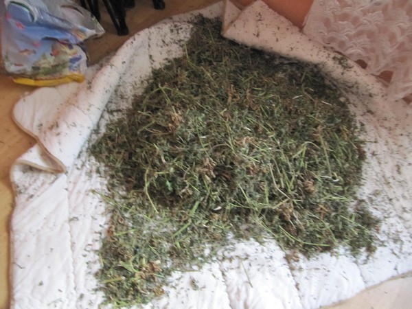 W ręce policji wpadło tysiące działek marihuany