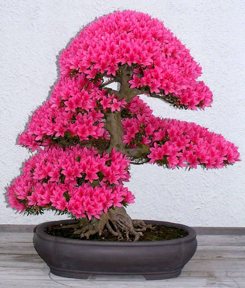 Drzewka bonsai, czyli świat w miniaturze. Niektóre mają...