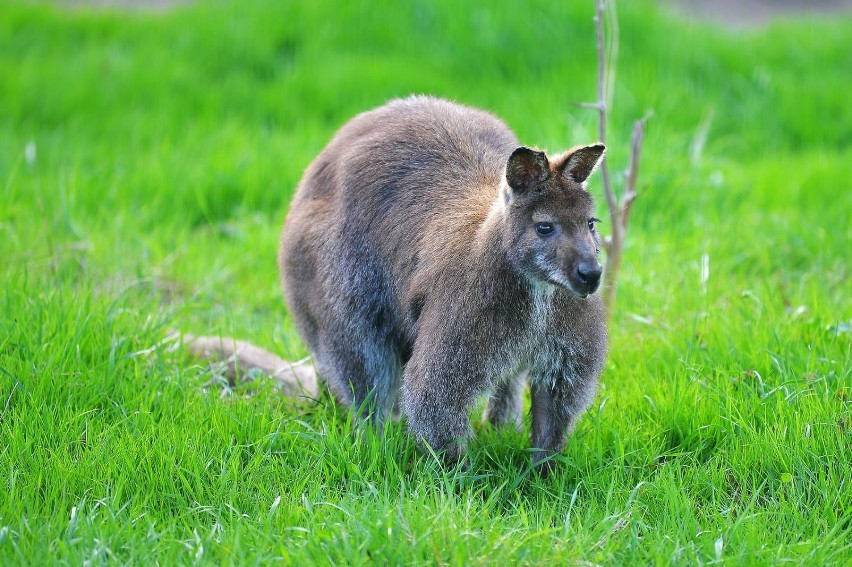 ZOO w Łącznej potrzebuje pomocy. Żyje tam wiele wspaniałych zwierząt 