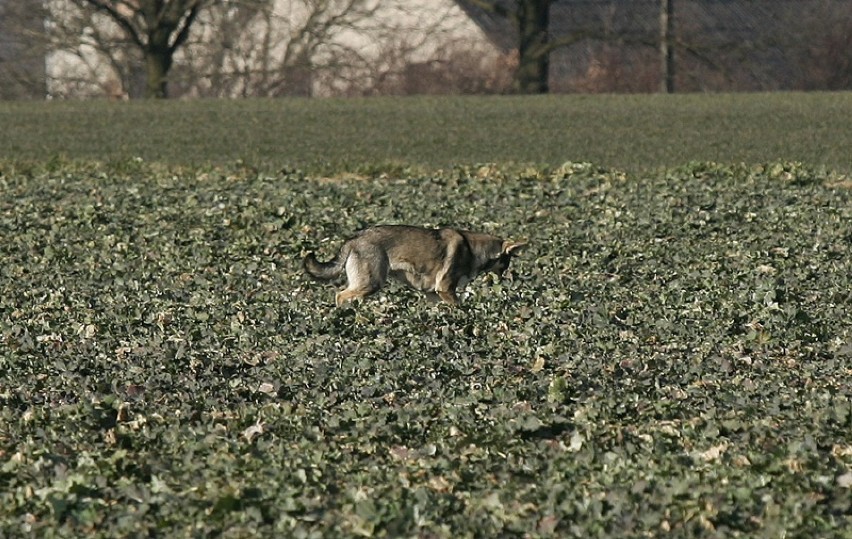 Wilki pod Legnicą - jednego udało się sfotografować [ZDJĘCIA]