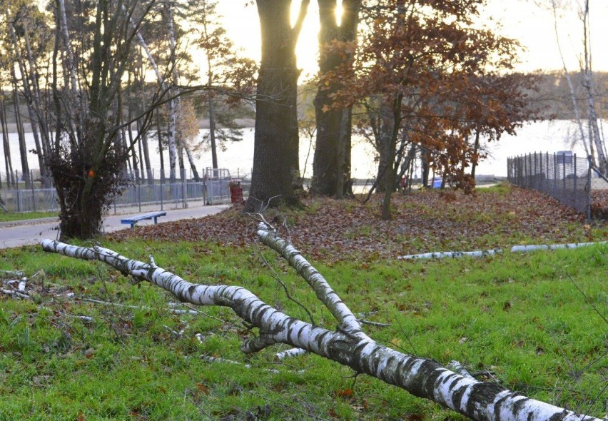 NOWY DĘBIEC. Wycinka drzew nad jeziorem w granicach obszaru Natura 2000 prowadzona na zlecenie władz gminy Kościan [ZDJĘCIA] 