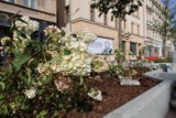 Przy ulicy Warszawskiej w Katowicach pojawiły się kolejne rośliny. Zakończenie przebudowy ma nastąpić w połowie września