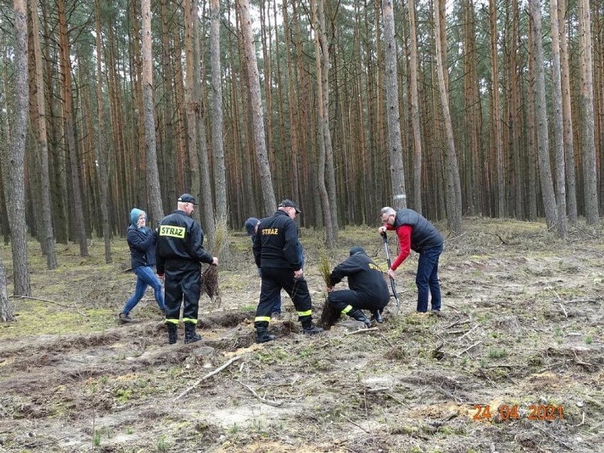 Posadzili 2000 drzew na 100-lecie Ochotniczych Straży...