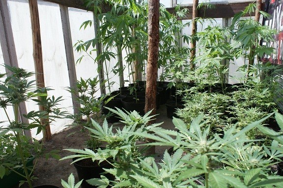 Zlikwidowali narkotykową plantację (zdjęcia)