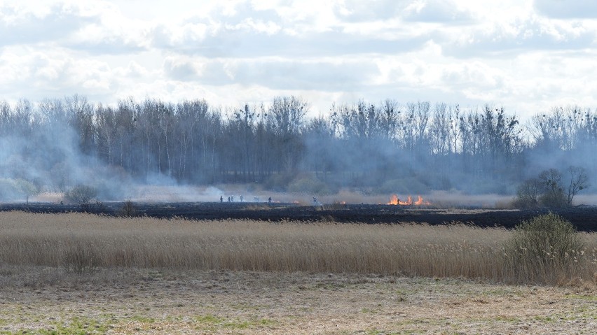 Pożar w okolicach miejscowości Lubajny