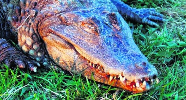 Krokodyl z Warty nie trafił do Polski legalną drogą - w jego ciele nie wykryto czipa. To utrudni znalezienie właściciela