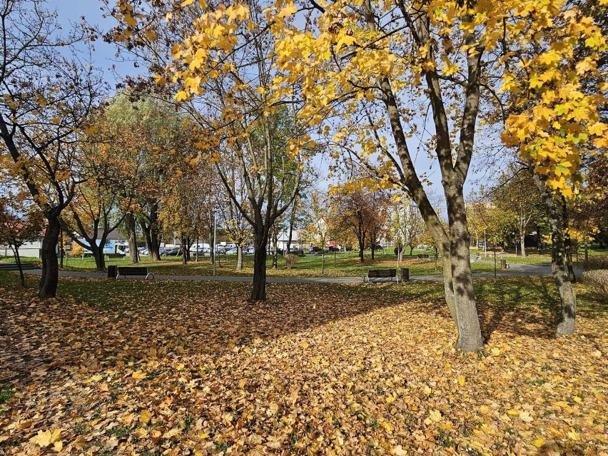 Piękna, złota jesień zawitała do staszowskiego parku Adama...